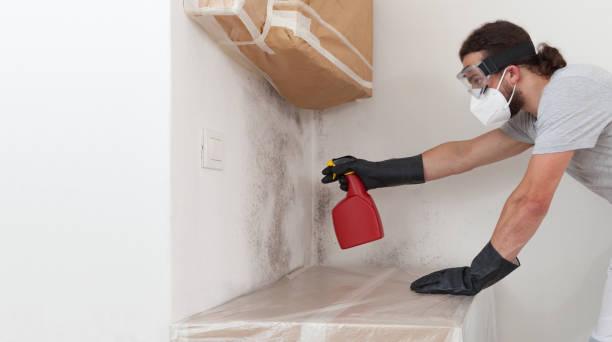 Professional Basement Mold Remediation technician working in Freeport, FL